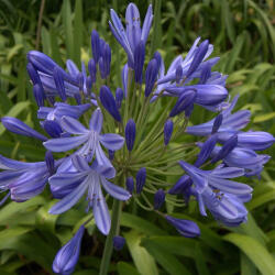 Agapanthe Bleu - Agapanthus spp.