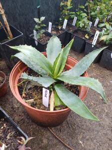 Agave