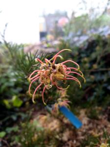 Grevillea lanigera