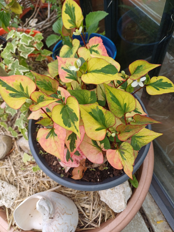 Poivrier de Chine - herbe à poivre – Houttuynia cordata